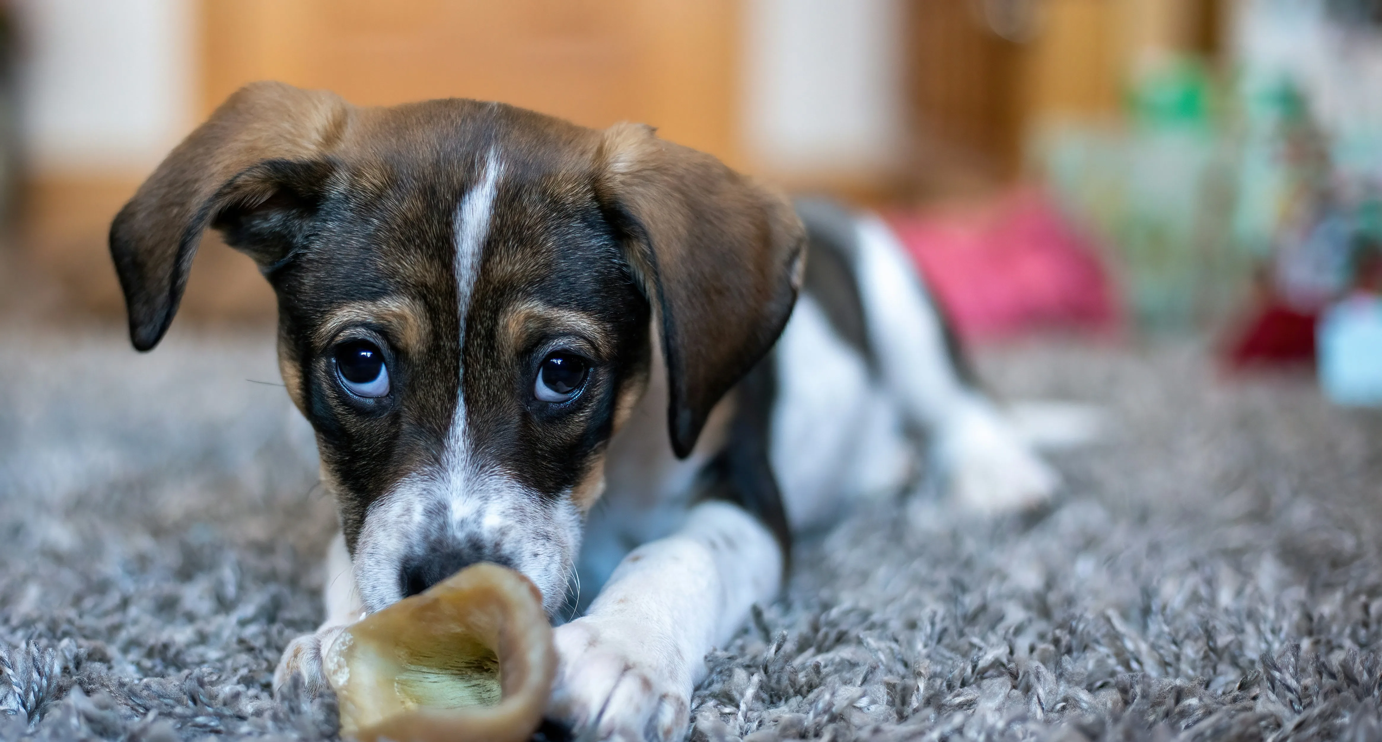 Dog nutrition insights — analysis, trends & Q&A