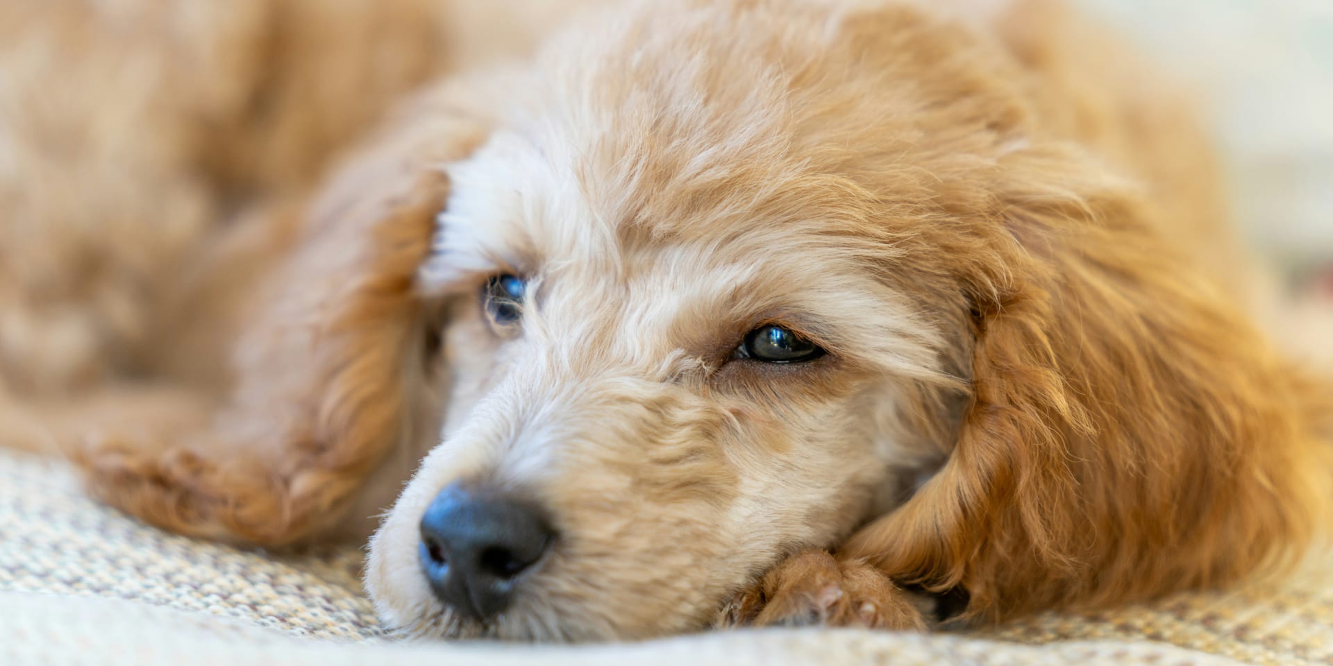 중형견 시니어 사료 가이드