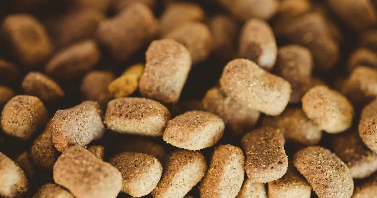 강아지 사료 단백질·지방·탄수화물 — 3대 영양소 완전 가이드