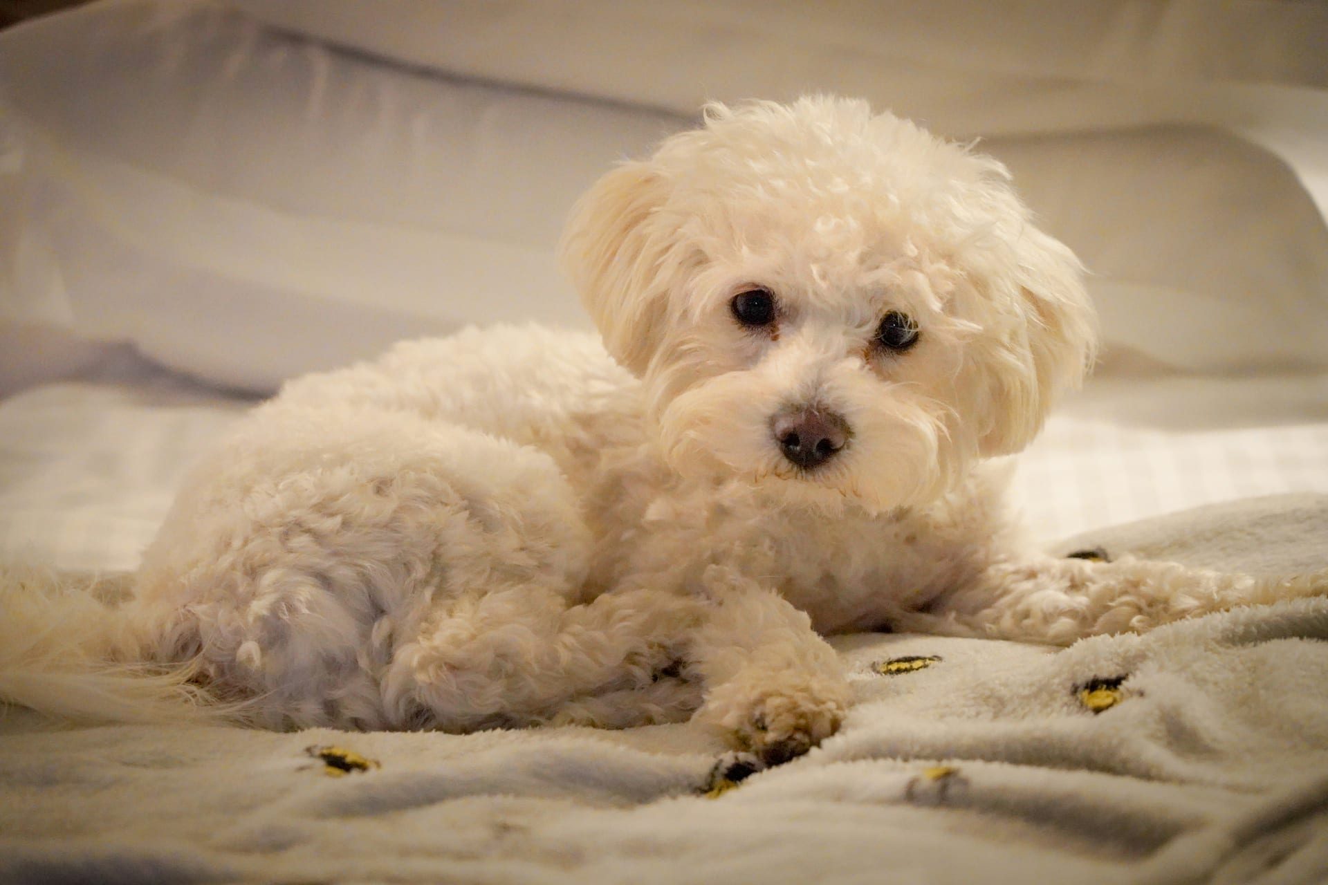 Bichon Frise dog food guide