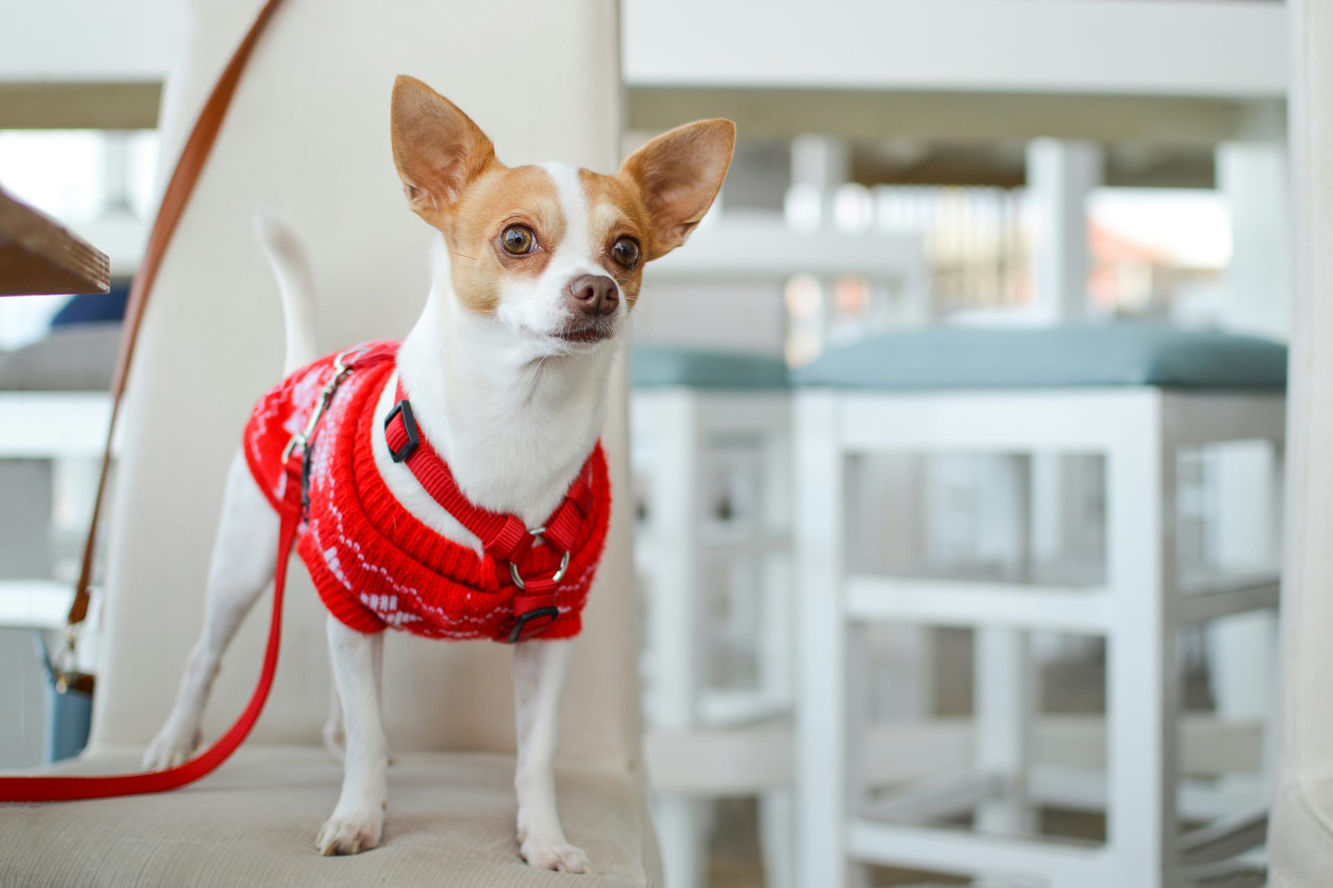 Chihuahua — the world's smallest and longest-lived breed, dog food guide