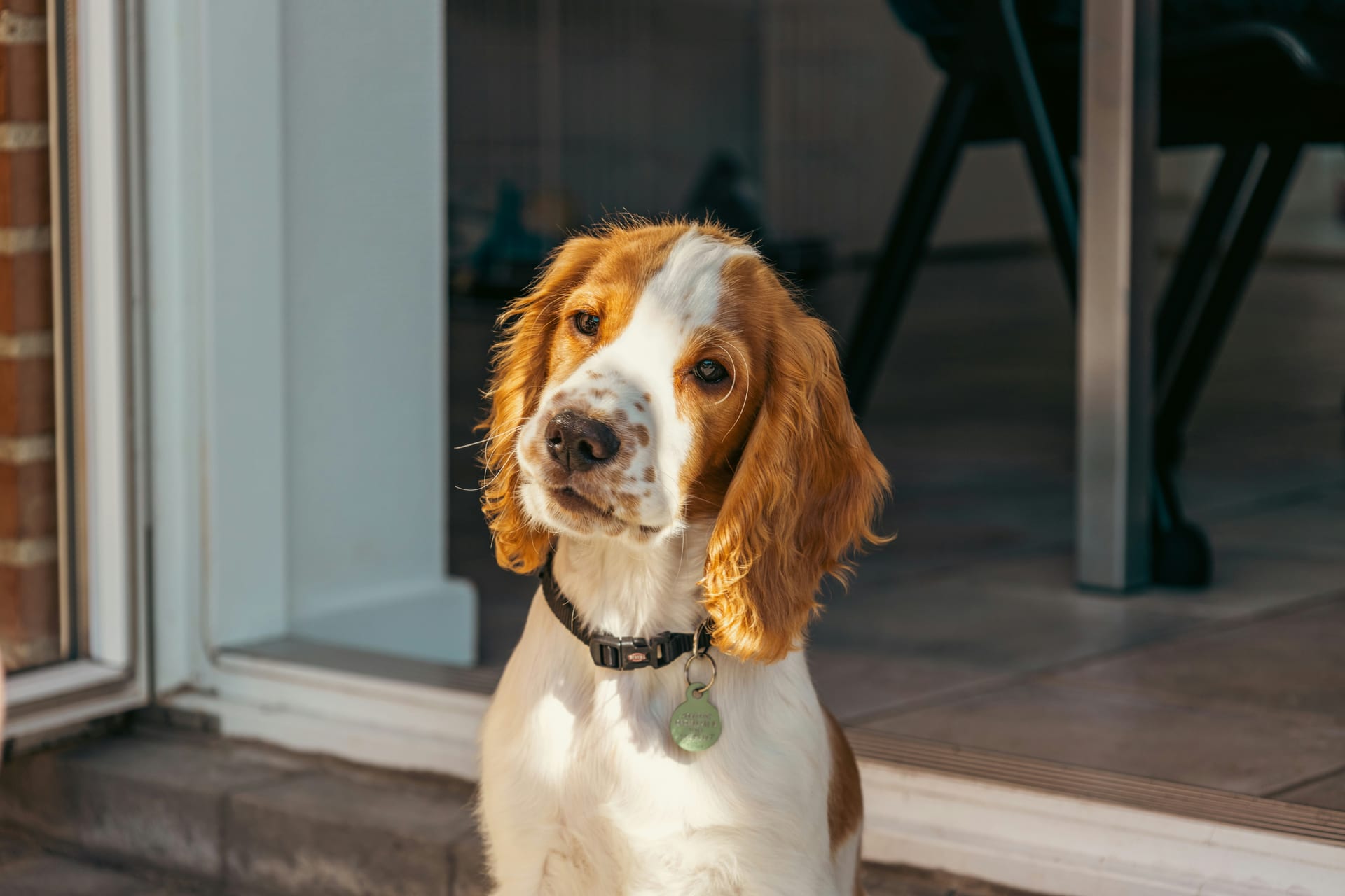 Cocker Spaniel dog food guide