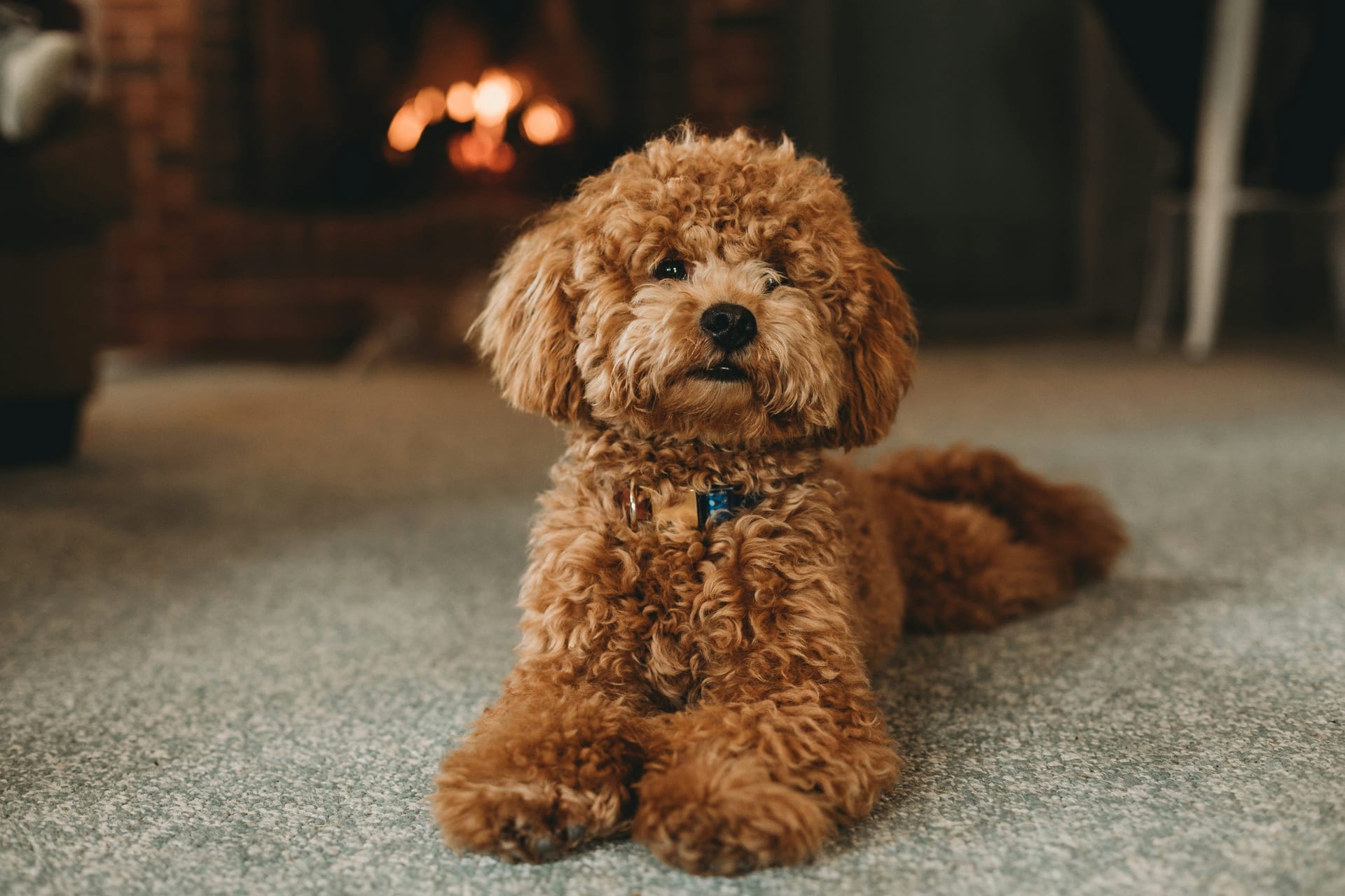 Toy Poodle — food guide for ear health and allergy management