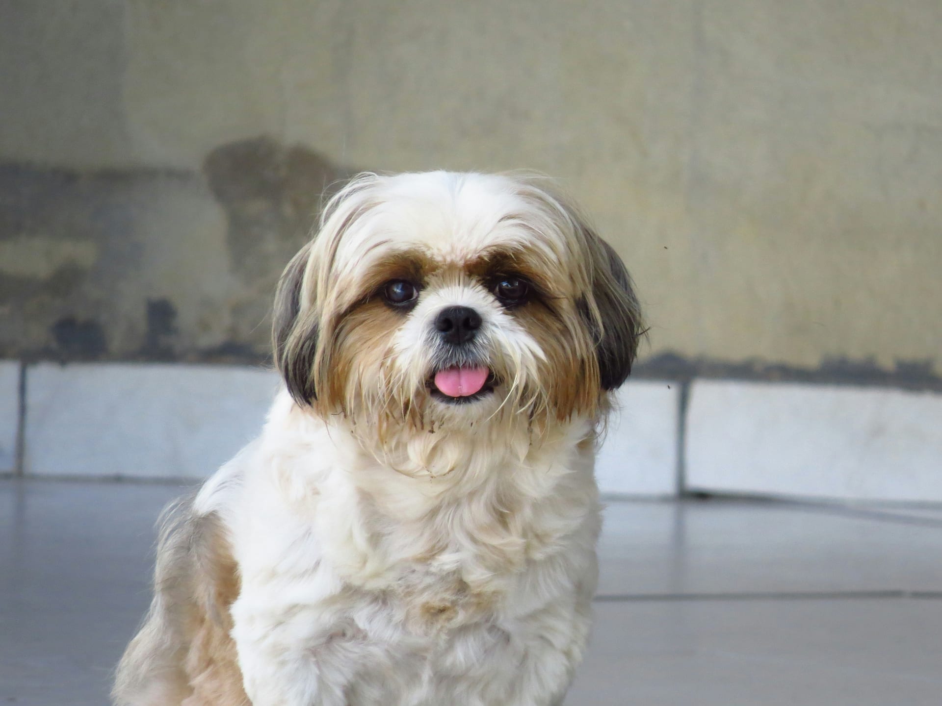 Shih Tzu dog food guide