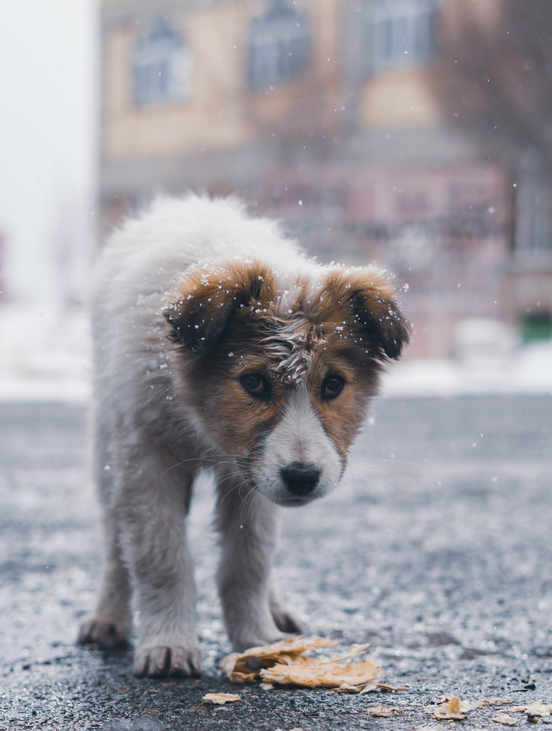 Dog bad breath causes and dental care guide