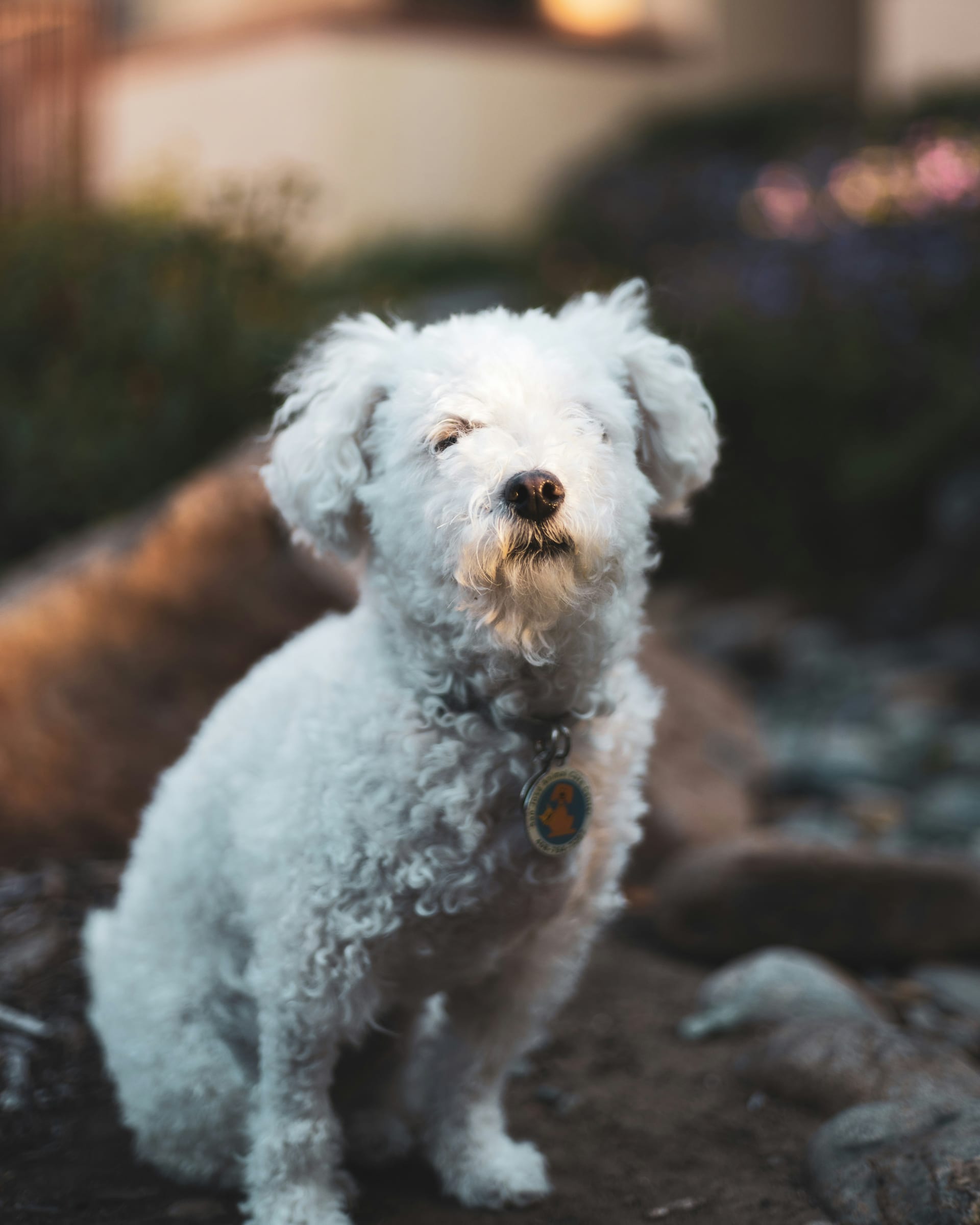 Dog digestive health — gas and bloating causes and food solutions