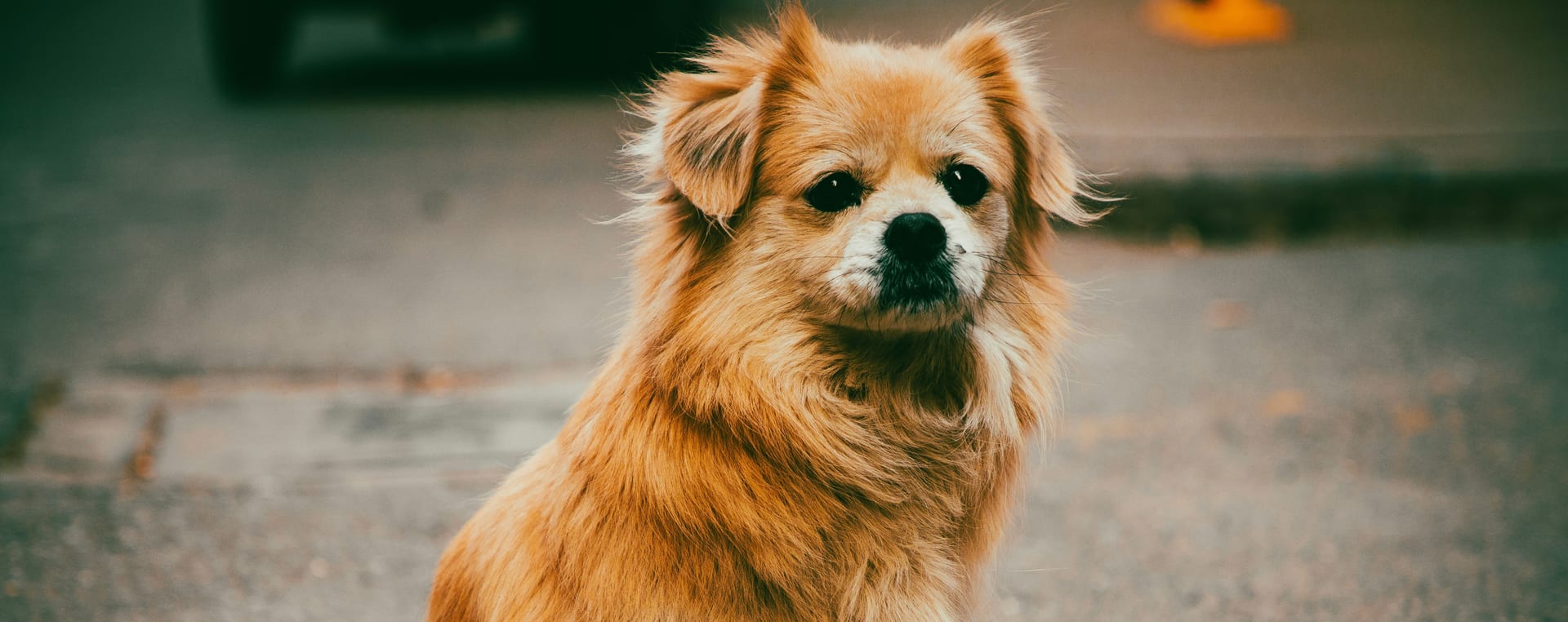 강아지 심장 질환 식이 가이드