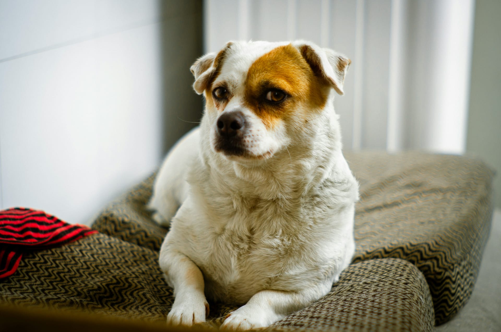 Dog joint disease diet guide