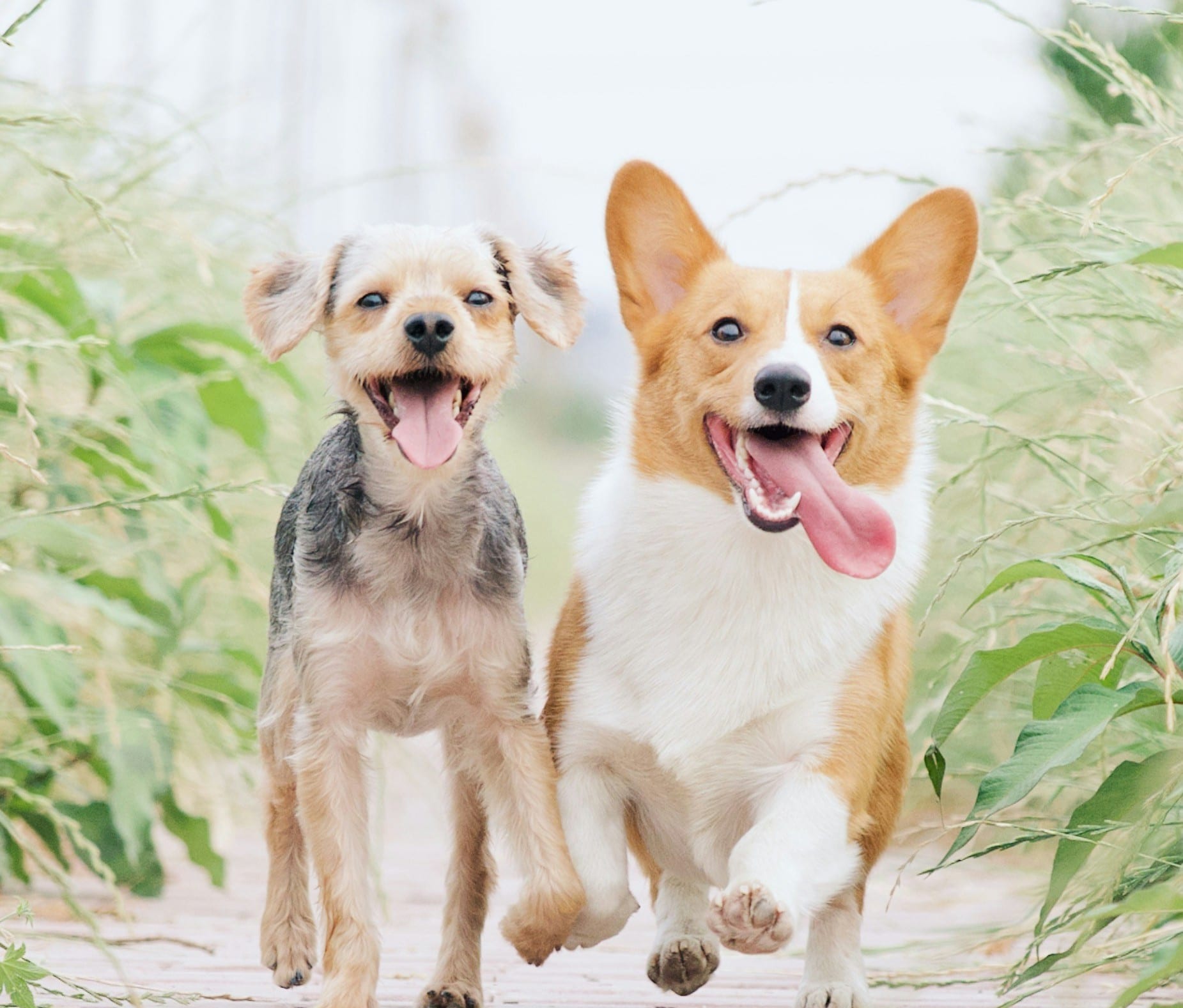 Dog needing weight management