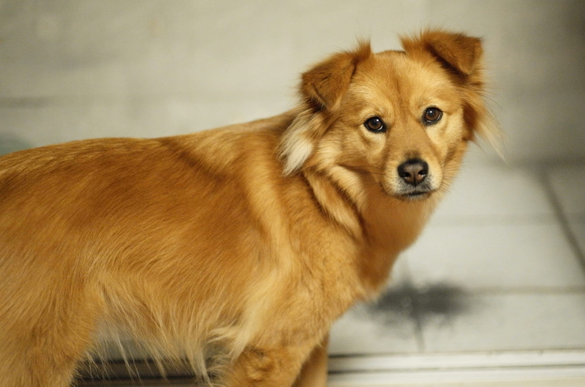 Dog hair loss and coat health — nutritional causes and food solutions